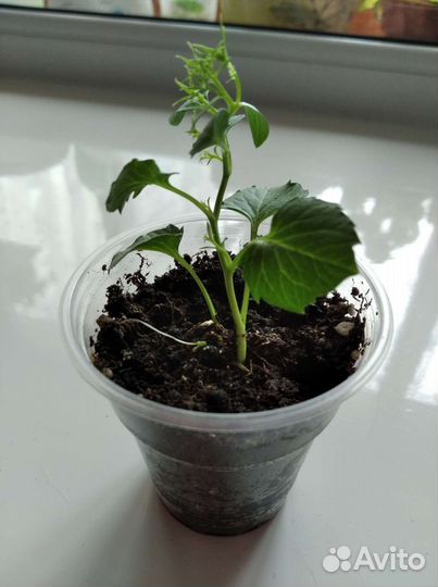 Кампанула, (невеста)