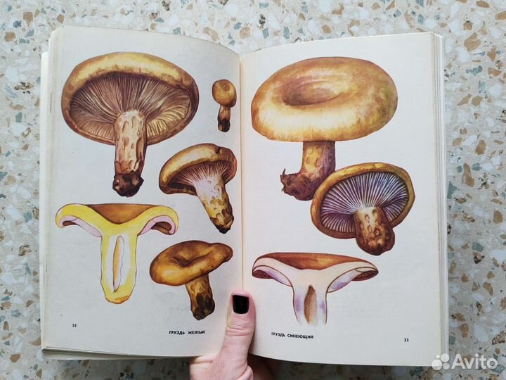 Книга Грибное лукошко с цветными иллюстрациями