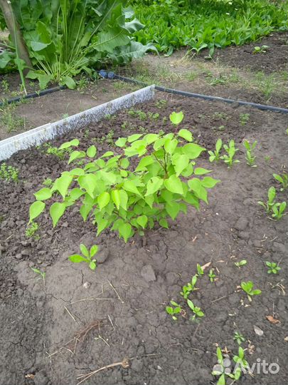 Саженцы абрикос