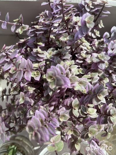 Комнатные растения цветы