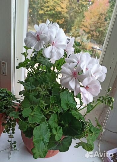 Пеларгонии плющелистные (ампельные) и королевские