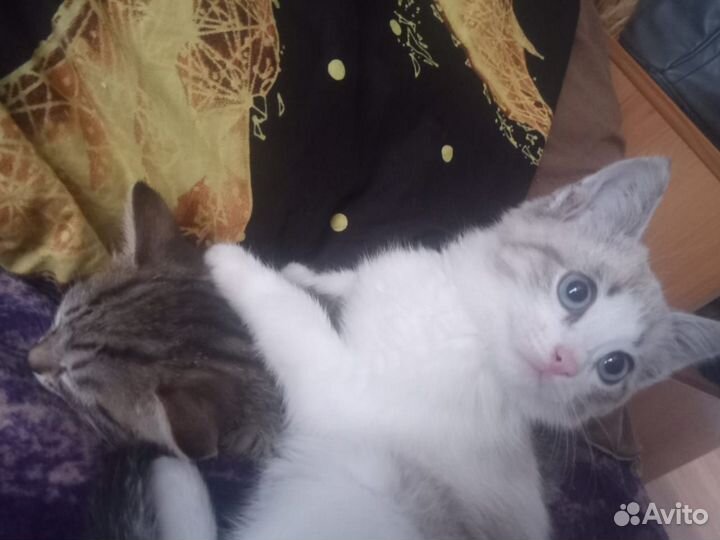 Котята отдам бесплатно