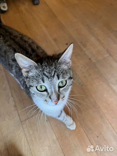 Кошечка пришла за помощью к людям, а ее гонят