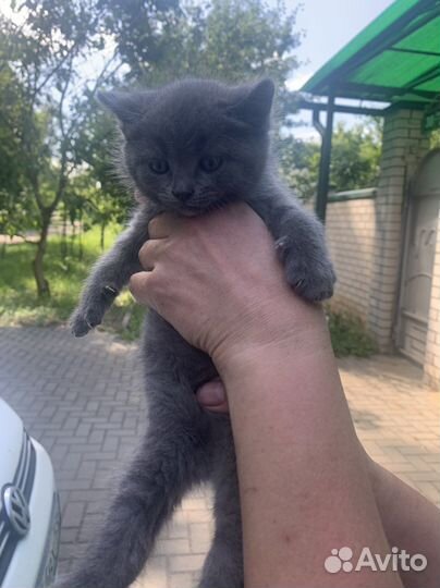 Котята в добрые руки бесплатно