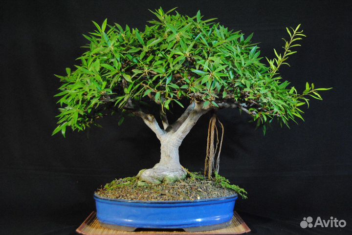 Фикус Neriifolia (нериифолия, саликария)