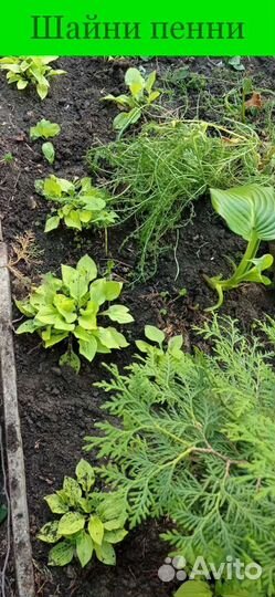 Крупномеры сортовых хост