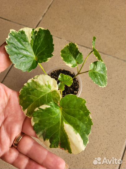 Комнатные цветы