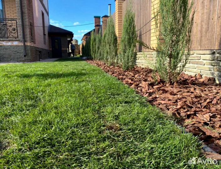 Рулонный газон, посевной газон