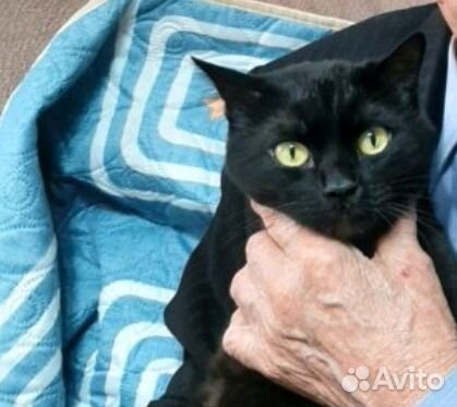 Кот Мурзик в добрые руки 8 лет