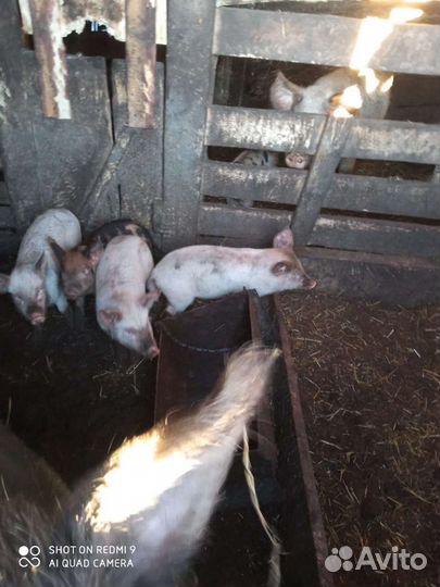 Поросята
