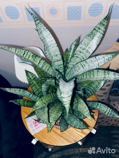 Сансевиерия Марга /sansevieria marga