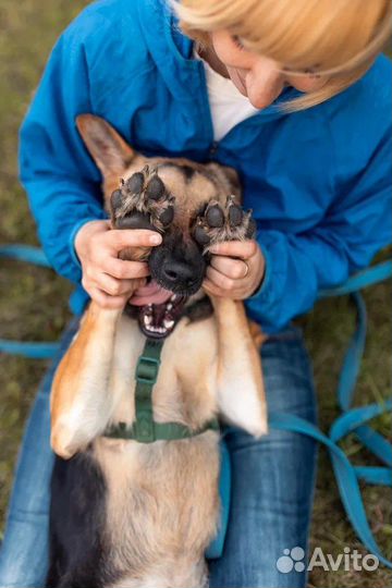 Метис овчарки в дар/щенок бесплатно в добрые руки