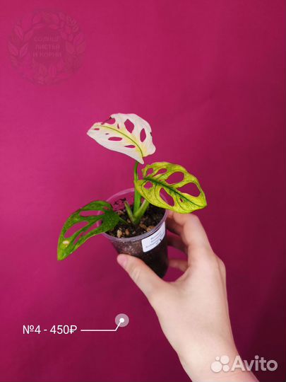 Монстера Адансони Архипелаго Вариегатная