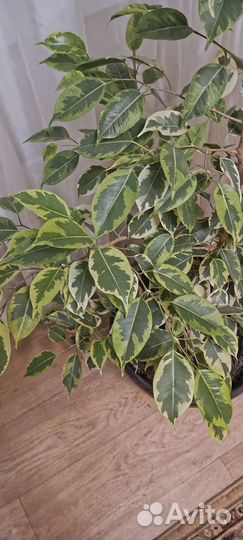 Фикус 