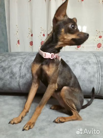 Вязка девочки собак русский той терьер