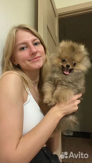 Догситтер, передержка и выгул собак