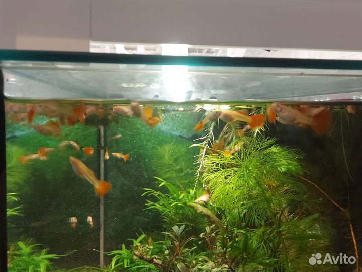 Гуппи Фулл Ред Альбино