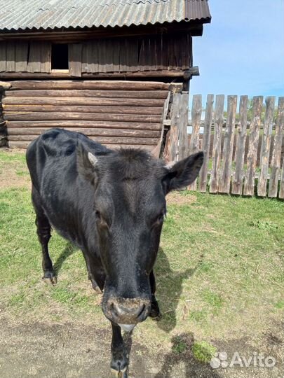 Тёлочка 10 месяцев
