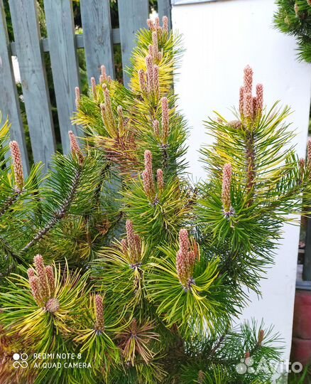 Сосна горная Хамелеон