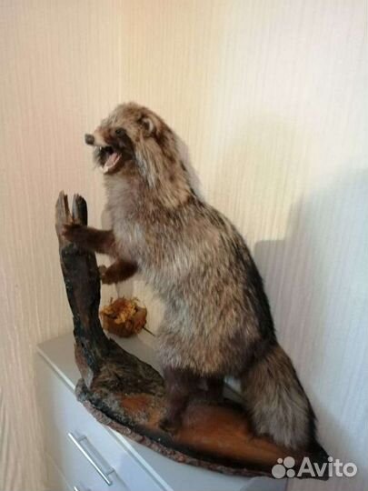 Чучело енотовидной собаки