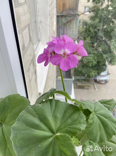 Пеларгония герань