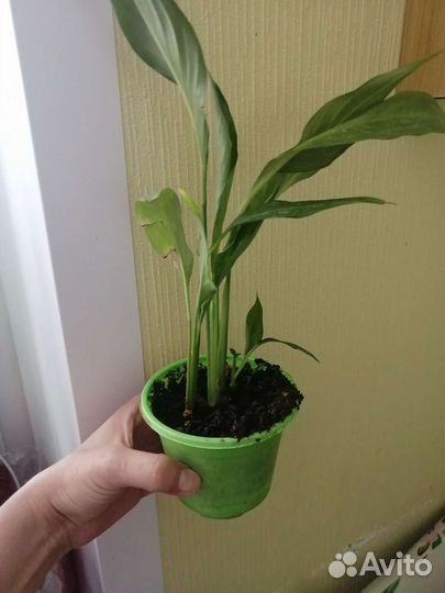 Спатифиллум женское счастье