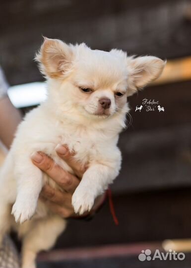 Чихуахуа парень