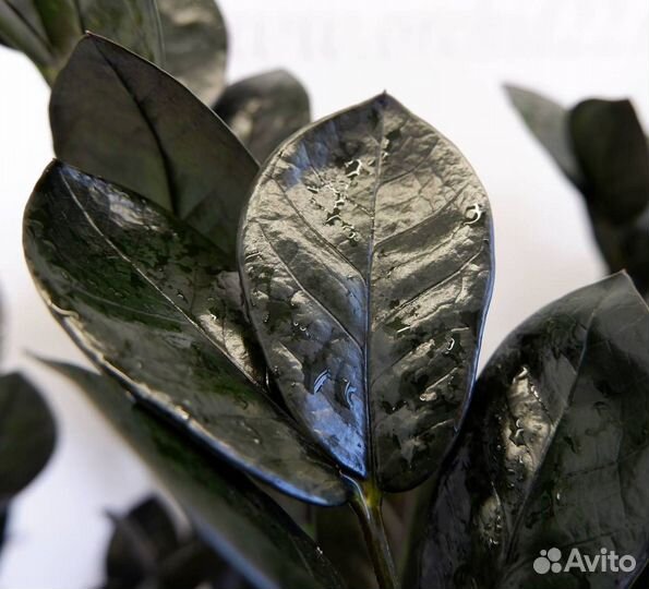 Равен чёрный Замиокулькас