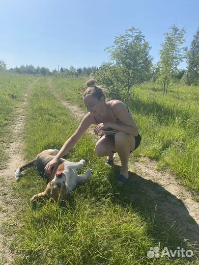 Передержка мелких собак с любовью