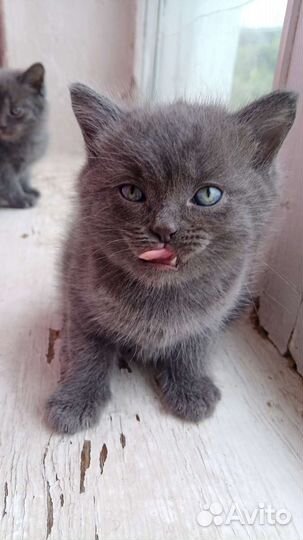 Кошка в дар бесплатно