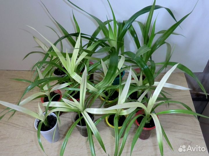 Панданус Вейча (ложная пальма)