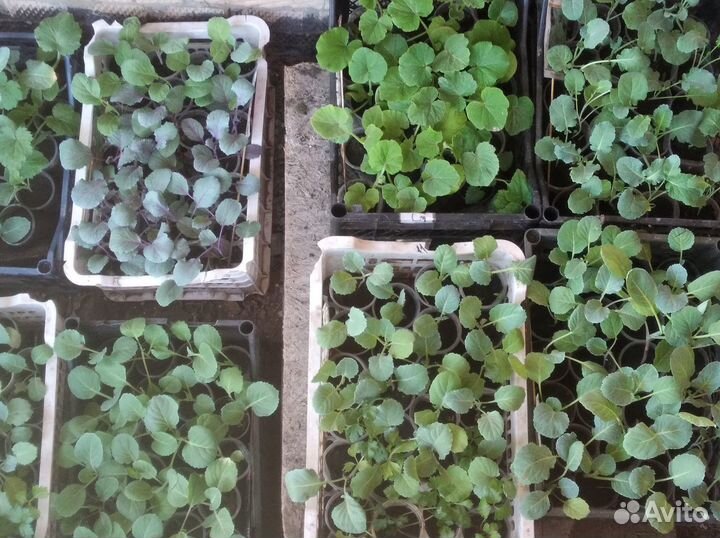 Рассада овощей