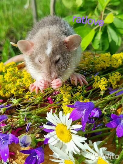 Крысята мальчишки редких маркировок