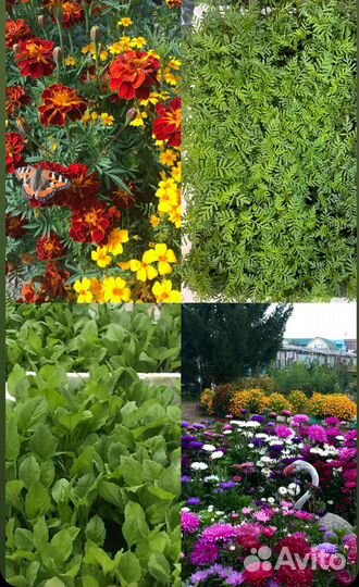 Продам рассаду