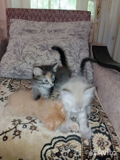 Кошка в дар
