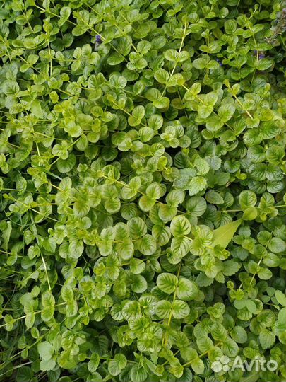 Девичий виноград Кампсис Почвопокровники Плющ