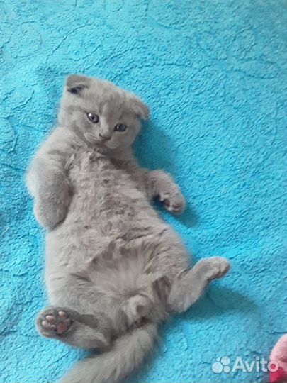 Шотландская вислоухая