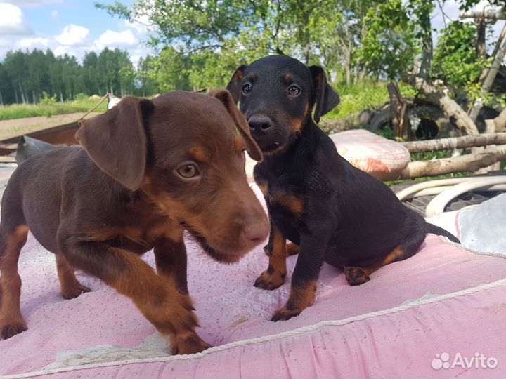 Щенки ягдтерьера бородатые от охотника