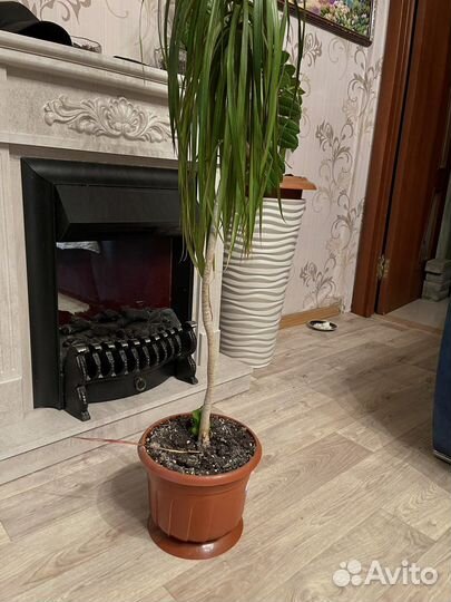 Пальма драцена