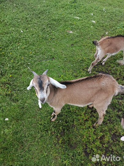 Козлы, козлики, козы