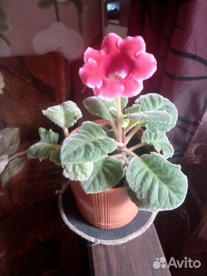 Комнатные цветы