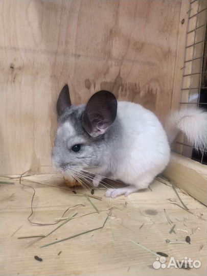 Шиншилла белый Вильсон мозаика