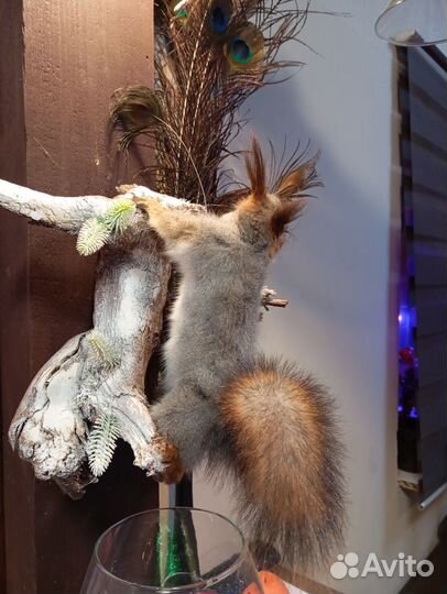 Чучело белки. Имитация