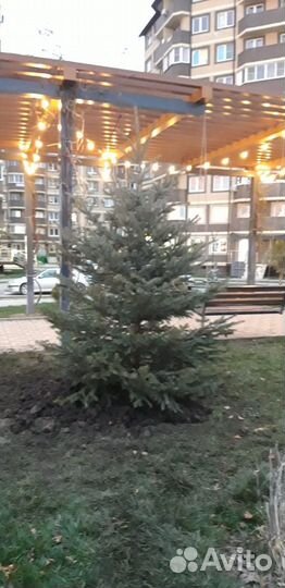 Ель голубая Глаука формированная 2-2.5 метра
