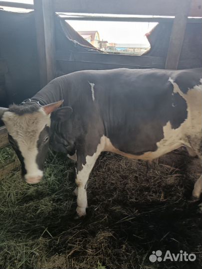 Продам быков