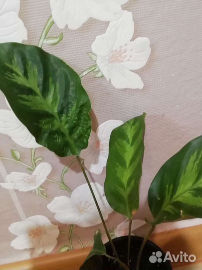 Калатея Варшевича