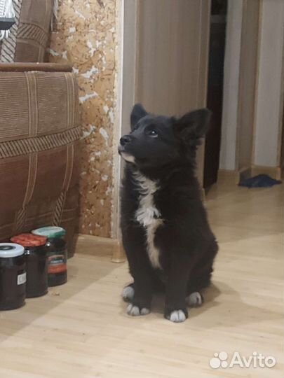 Собака