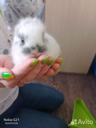 Декоративные крольчата