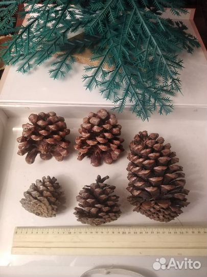 Шишка кедровая для поделок