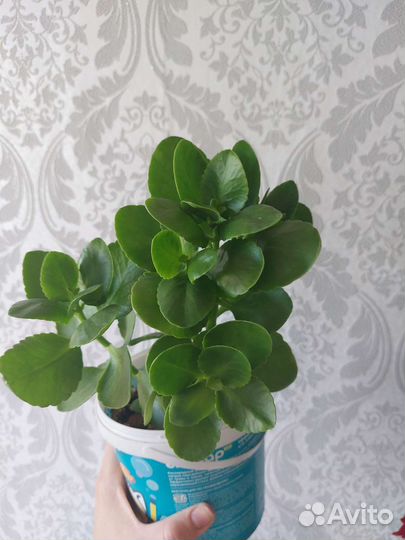 Каланхоэ белая